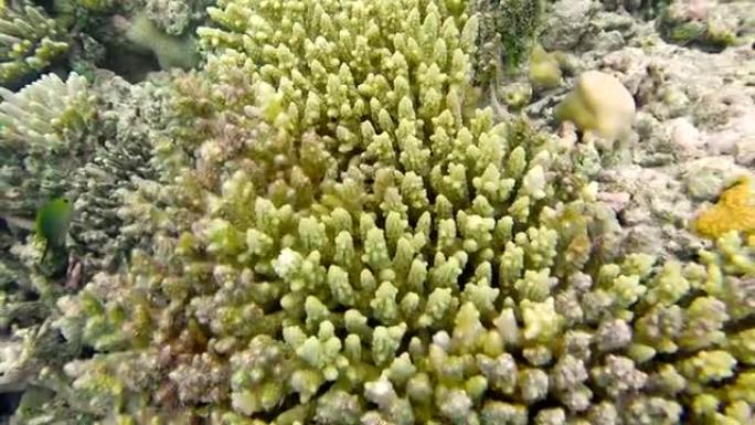 浅海珊瑚礁上的海洋风光。海洋的水下视频。小鱼不稳定地游泳，被藻类隐藏。马尔代夫的彩色珊瑚和鱼类。