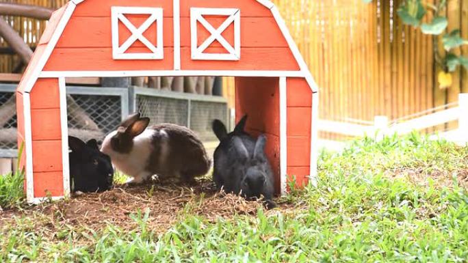 带兔子的木制兔子屋