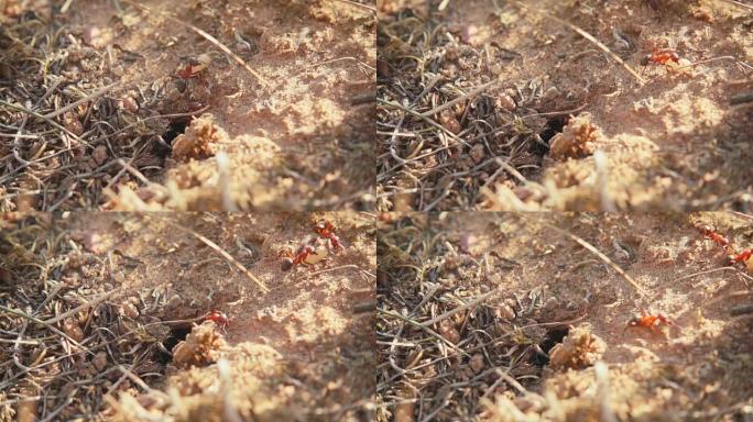 蚂蚁和鸡蛋，慢动作