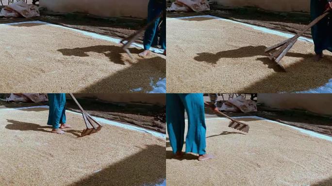 农民在阳光下用篷布扫稻田晾干几天