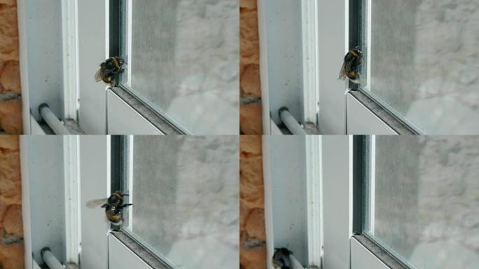 窗户上的大黄蜂