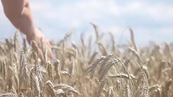 手抚小麦的两个视频-真正的慢动作