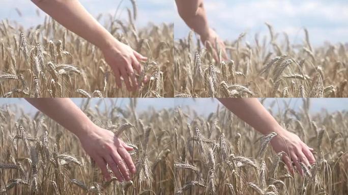 手抚小麦的两个视频-真正的慢动作