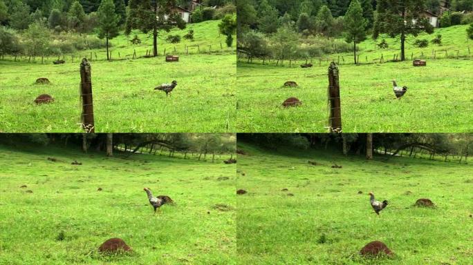 散养鸡: 母鸡在一个小乡村农场自由漫游。