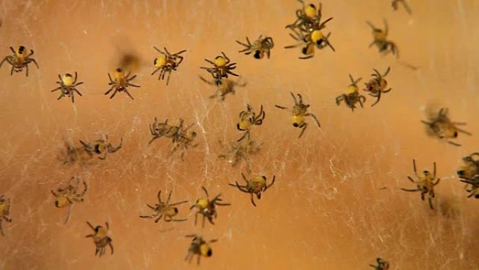 数百只刚出生的黄色小蜘蛛
