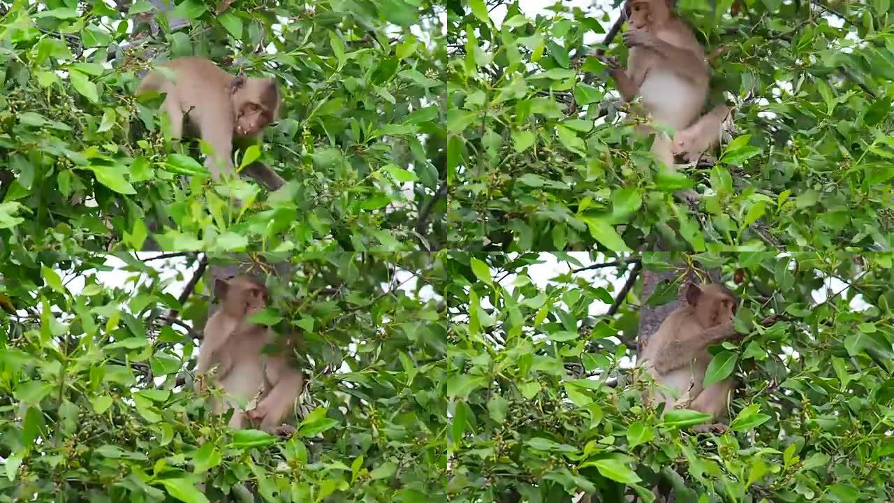 猴子在树上吃绿叶