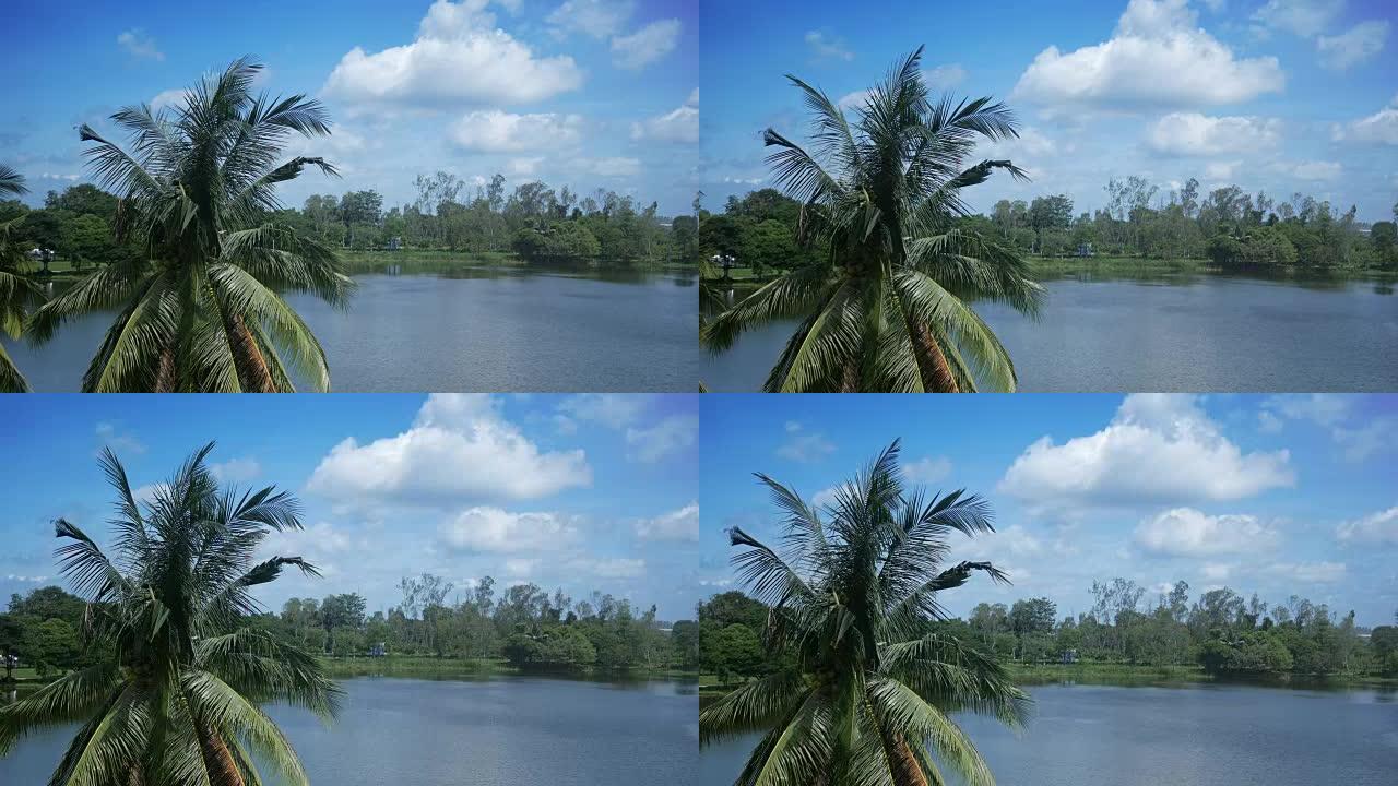 蓝色天空的湖面椰子树
