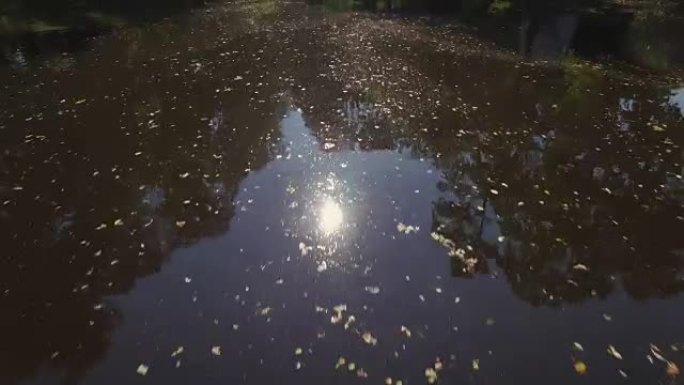 用树叶和阳光在水面上低空飞行