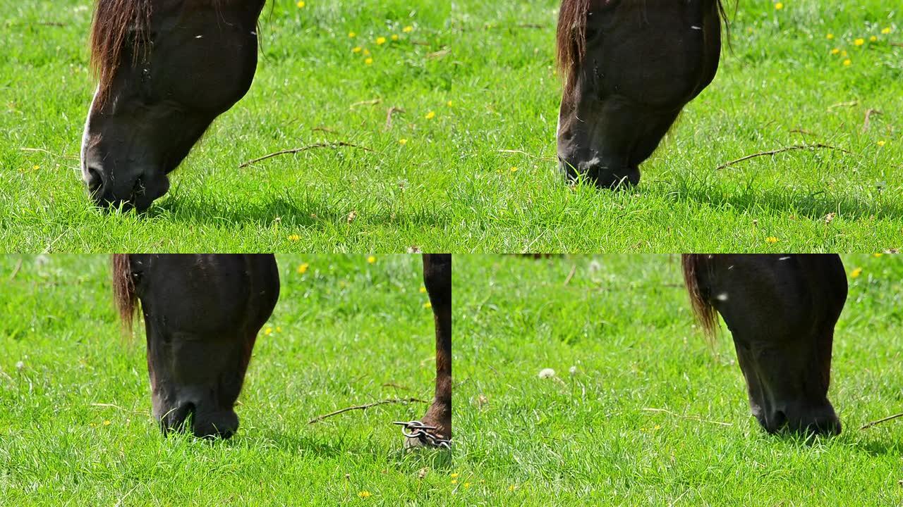 马吃新鲜的草