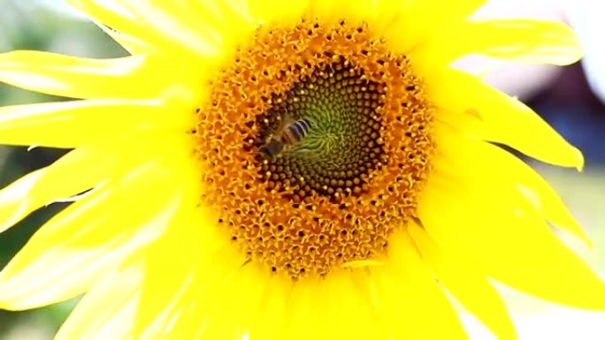 蜜蜂在向日葵上采集花蜜。特写