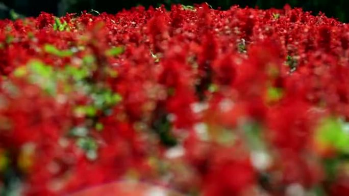 丹参辉煌。一片红花。有红花的花坛