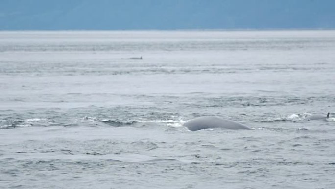 小须鲸在圣劳伦斯河中呼吸