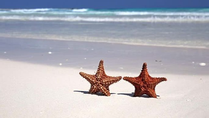 加勒比海沙滩上的两只海星