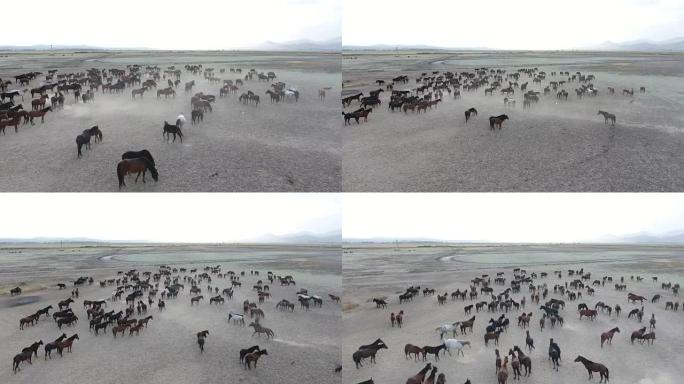 航拍一群纯种马在沙漠中行进的画面。