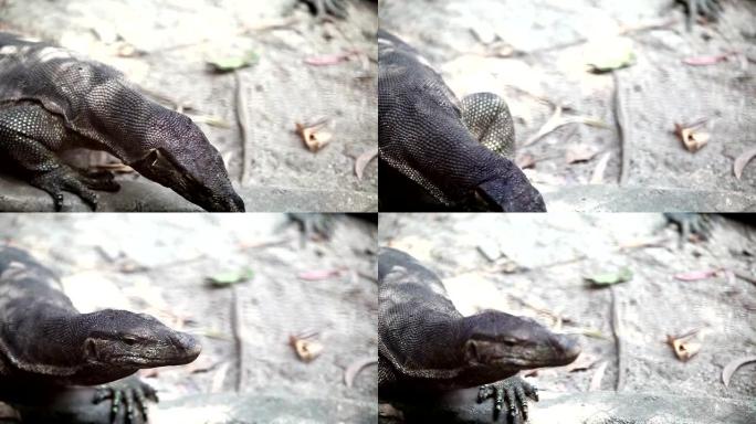 亚洲水监测蜥蜴的特写镜头 (Varanus salvator)