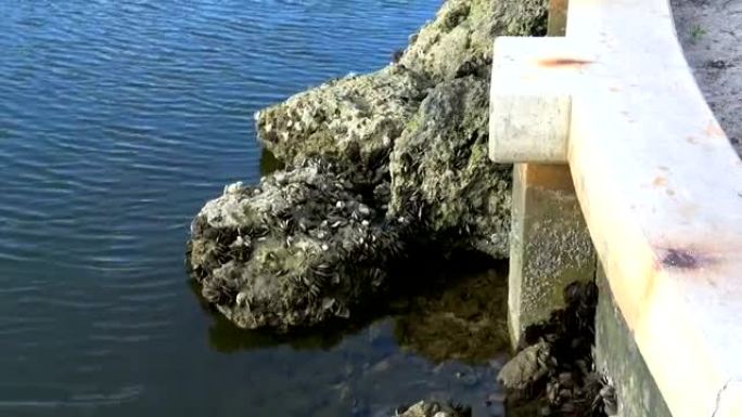 南佛罗里达的一块充满海螺的岩石