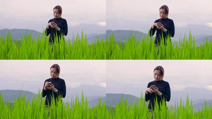 泰国北部稻田使用智能手机的美女