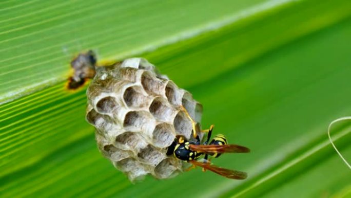 黄蜂在棕榈叶上筑巢