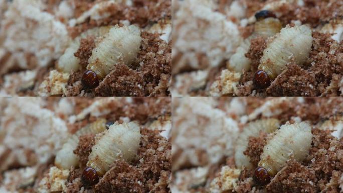 树皮洞穴甲虫的幼虫