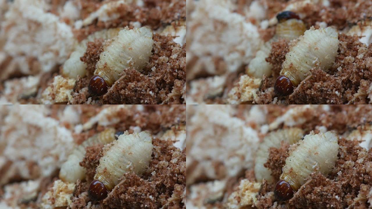 树皮洞穴甲虫的幼虫