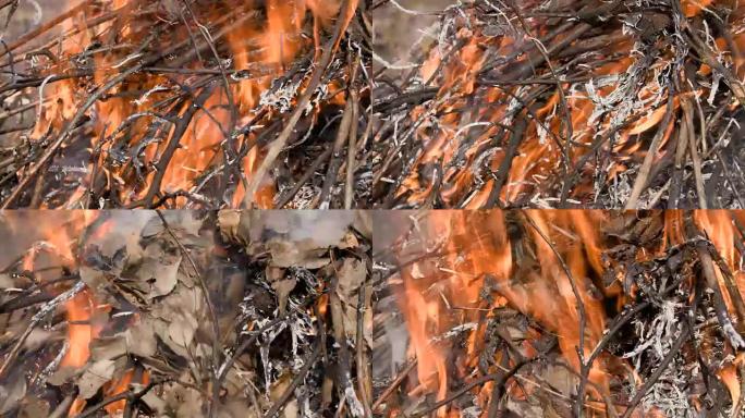 干树枝和树叶的燃烧。野火。火。镜头4K