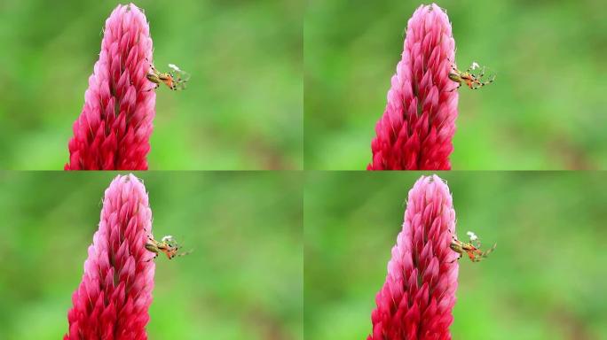 深红色三叶草上的小蜘蛛