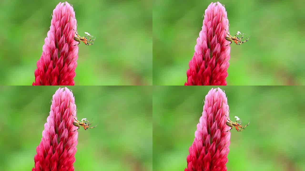 深红色三叶草上的小蜘蛛