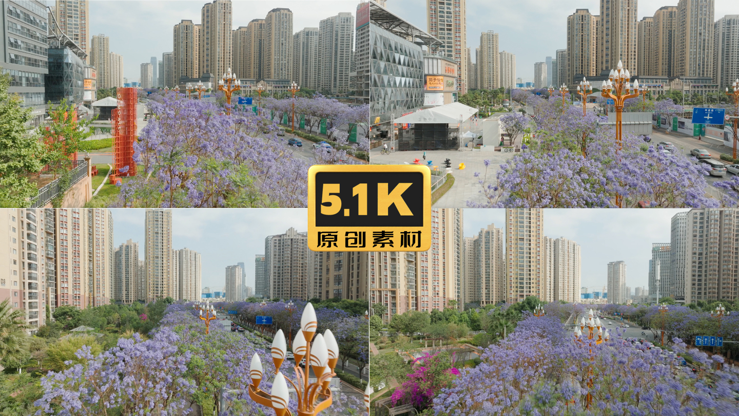 5K-昆明前卫西路蓝花楹风光，蓝花楹航拍