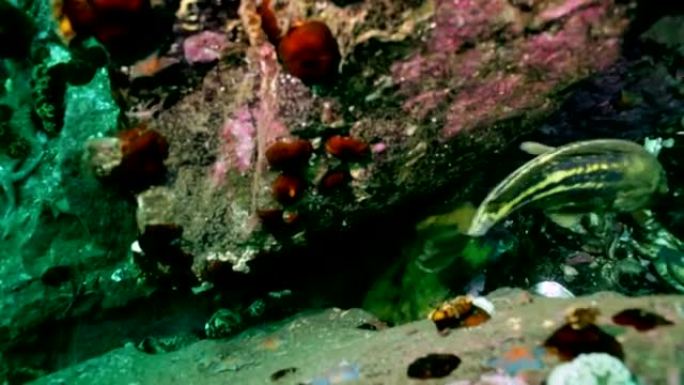日本海水下岩石中的鱼和顽童。