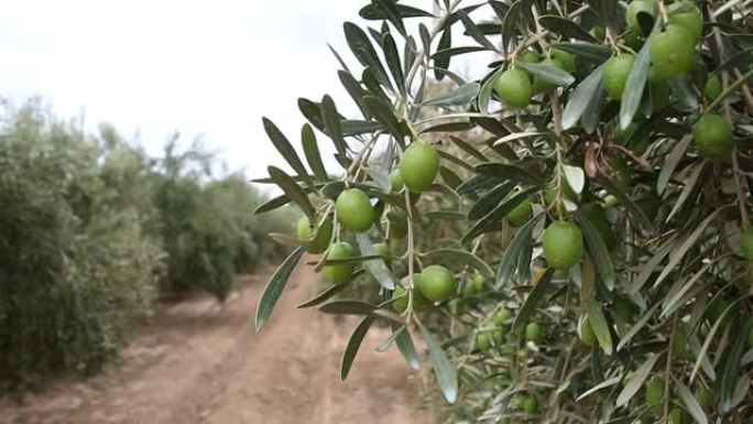 西班牙南部的橄榄枝，橄榄枝和树木