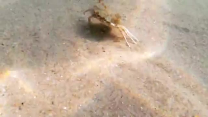 螃蟹