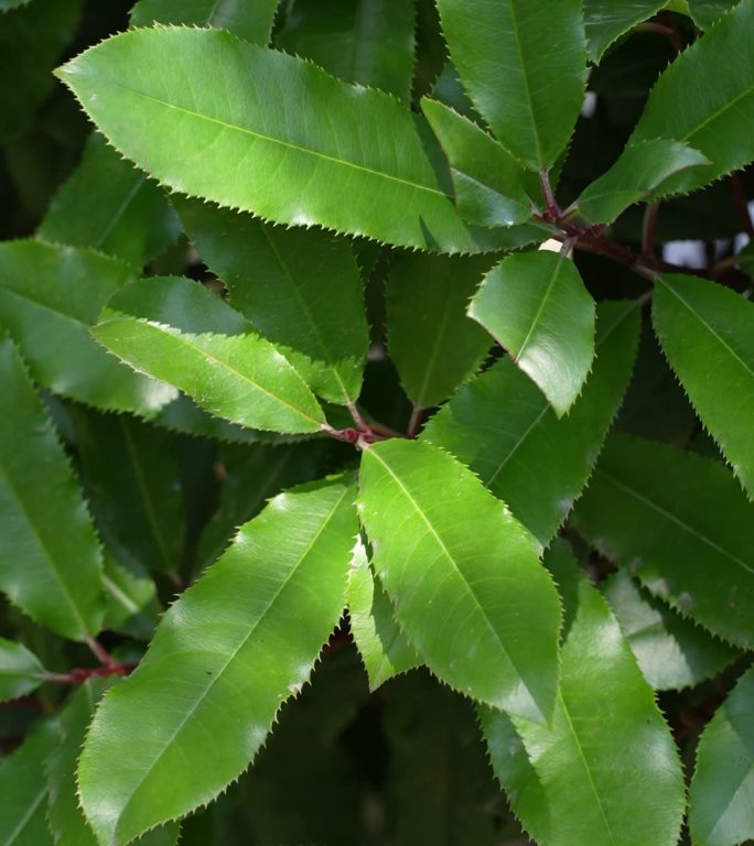 实拍花树阳光照耀