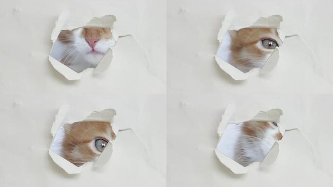 小猫看着洞