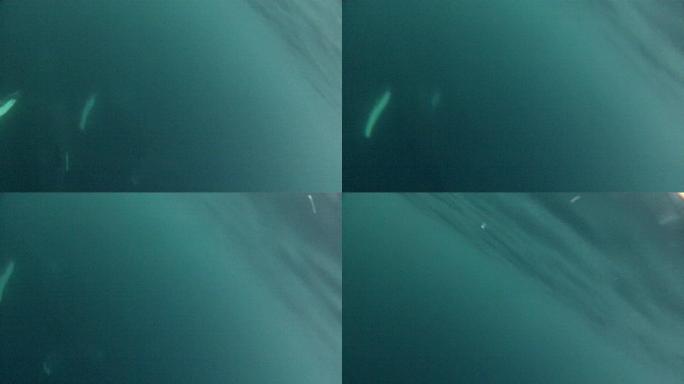 座头鲸游过