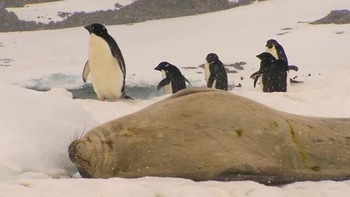南极洲海豹高清