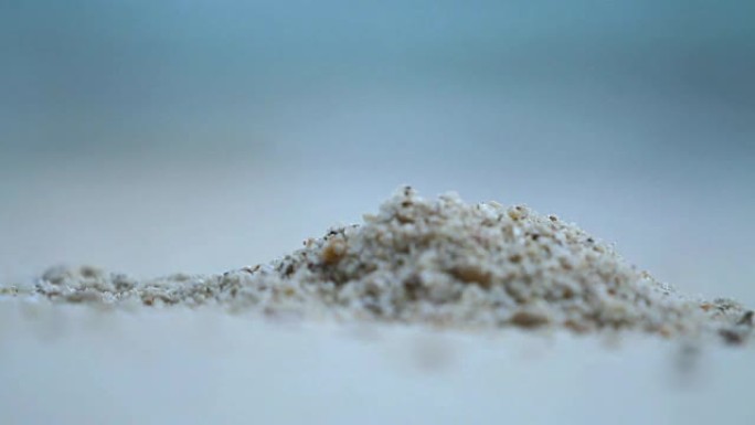 藏在沙子里的鬼蟹 (Ocypode)