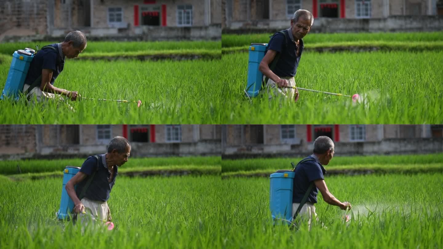 农民撒农药 农业农药 水稻