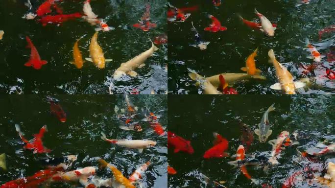 锦鲤，花哨的鲤鱼在上面游泳