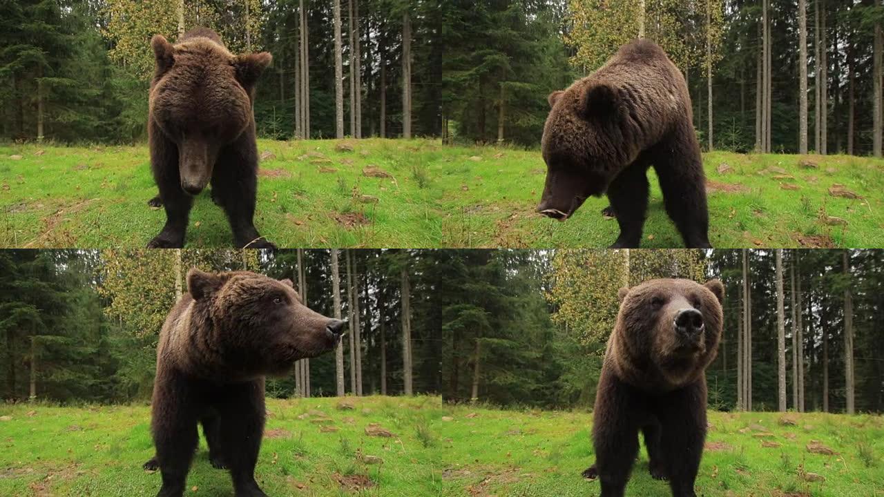 棕熊在大自然中接近