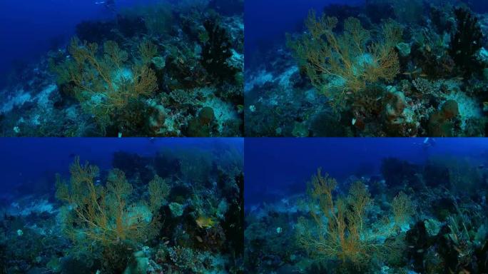 海扇 (Gorgonian) 珊瑚