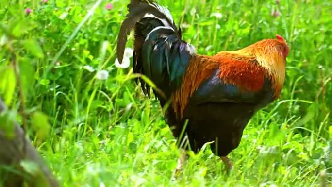 一只公鸡在草地上行走的全高清平底锅照片