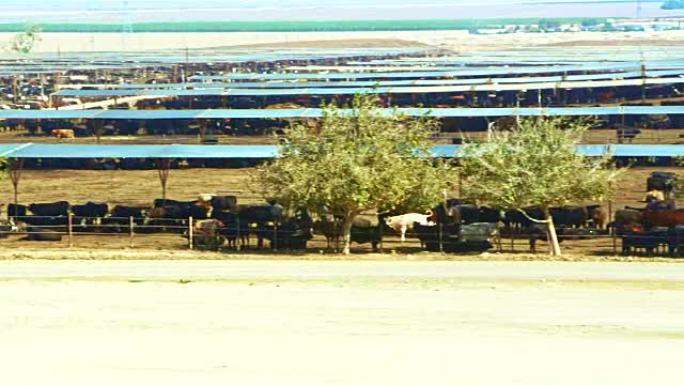 美国加利福尼亚州Coalinga附近的露天肉类农场