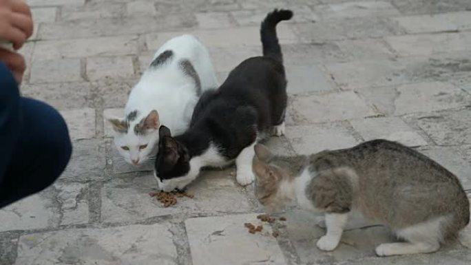 三只短毛猫在夏天在户外吃干粮。成年猫咪