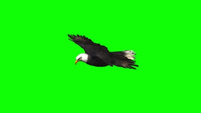 老鹰滑翔3-绿色屏幕
