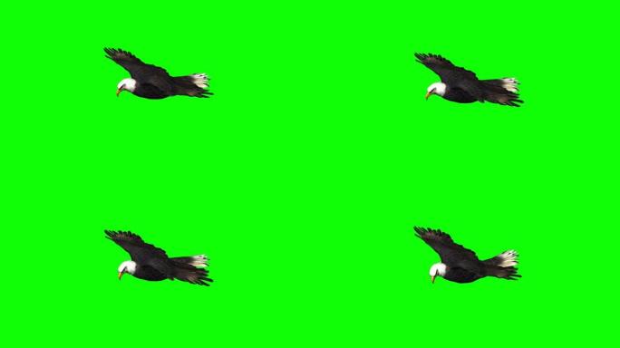 老鹰滑翔3-绿色屏幕