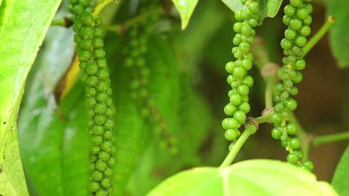 黑胡椒植物。迈索尔。印度