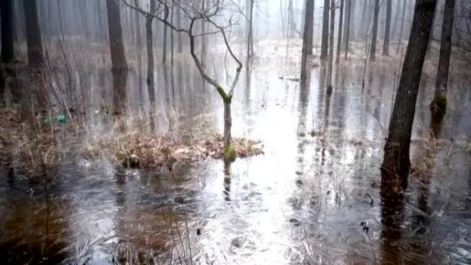 春天的木头被水淹没，并在冰下冻结