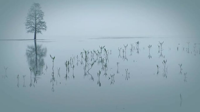 湖中的树