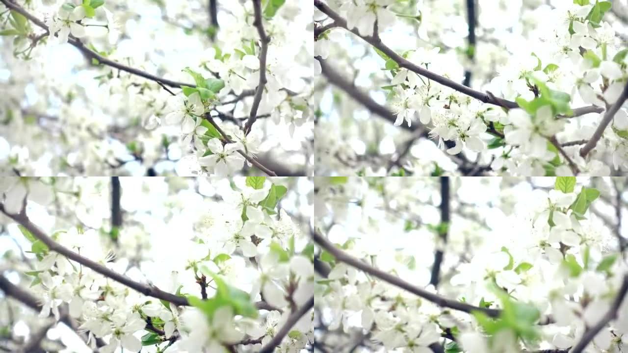 慢慢靠近樱桃树开花