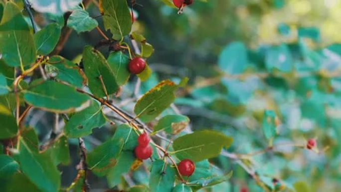 夏季，红色野生森林浆果在灌木丛中生长，在风中摇摆
